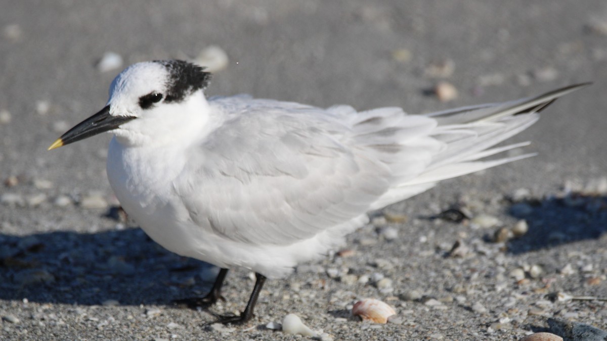 Sterne caugek - ML648398408