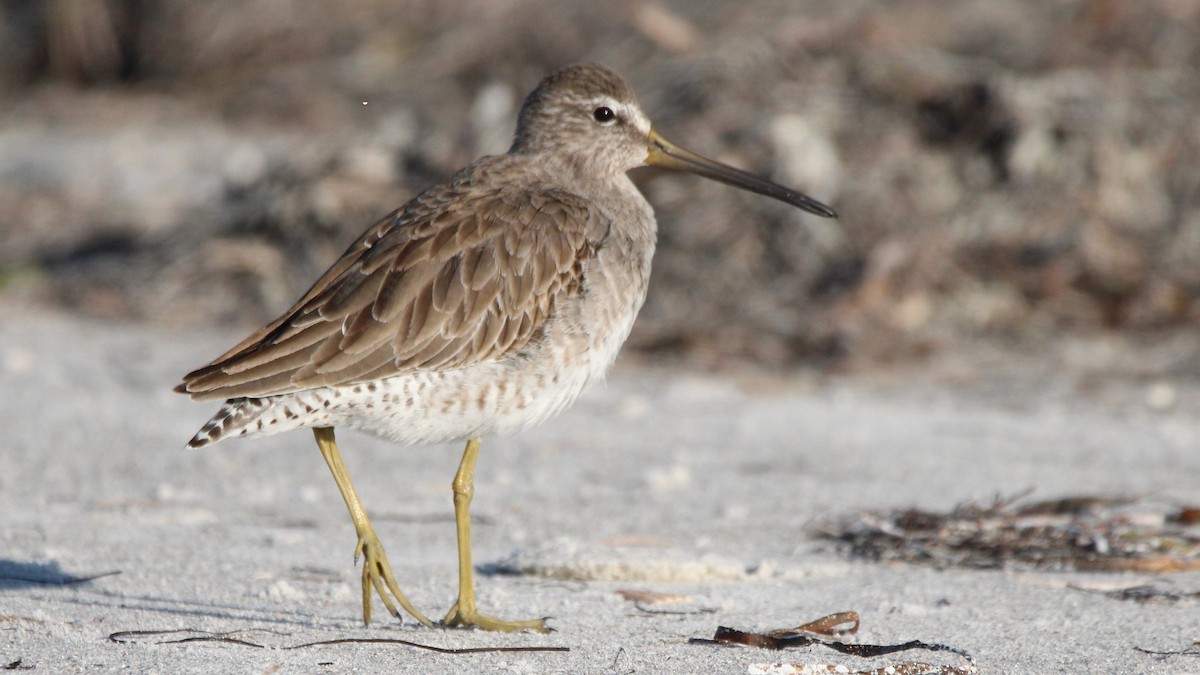 Bécassin roux - ML648398434