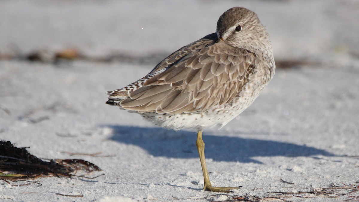 Bécassin roux - ML648398435