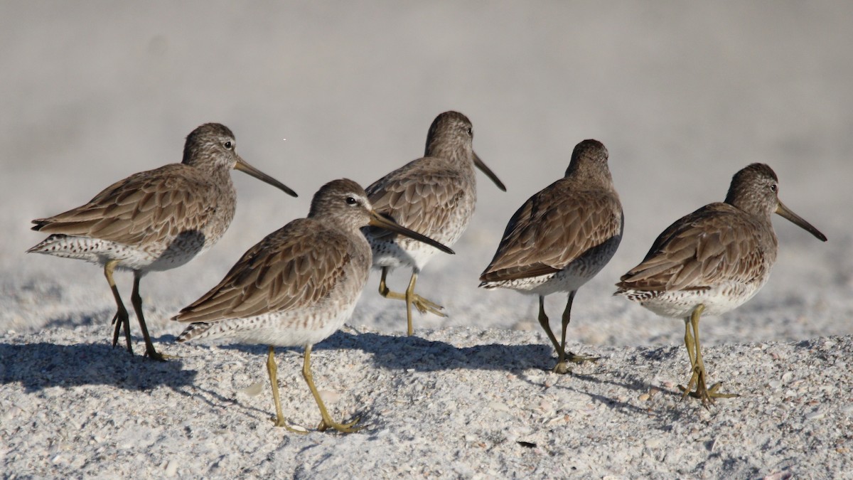 Bécassin roux - ML648398436