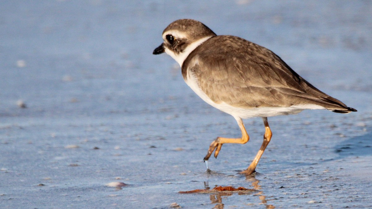 Pluvier semipalmé - ML648398537