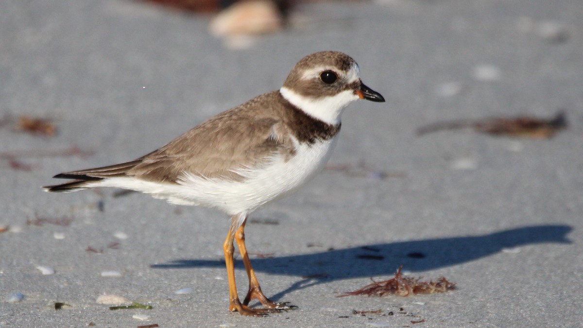 Pluvier semipalmé - ML648398538