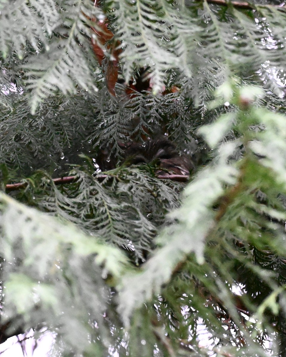 Northern Saw-whet Owl - ML648398712