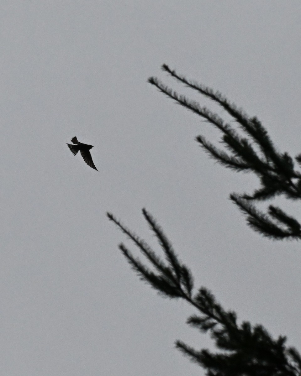 Barn Swallow - ML648398733