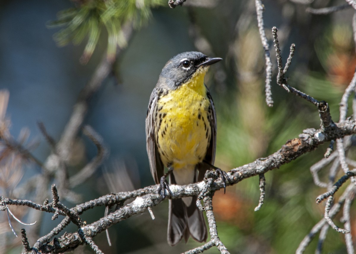 Kirtland's Warbler - ML648398763