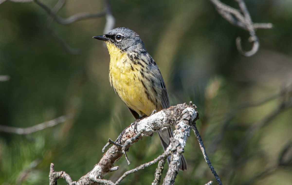 Kirtland's Warbler - ML648398781