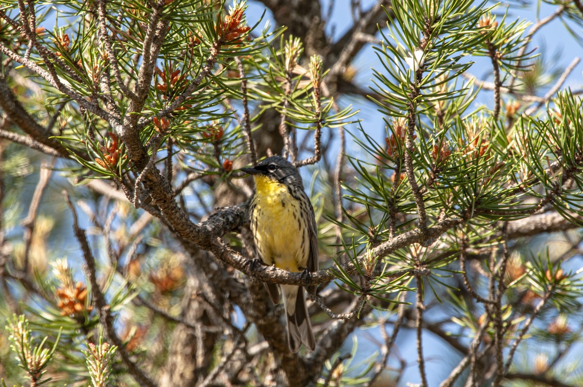 Kirtland's Warbler - ML648398818