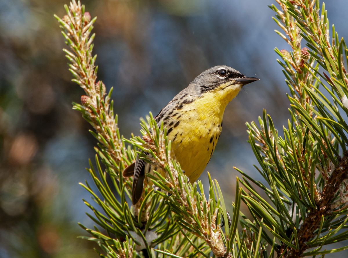 Kirtland's Warbler - ML648398828
