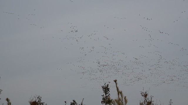 Schneegans - ML648399071