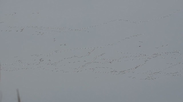 Schneegans - ML648399074