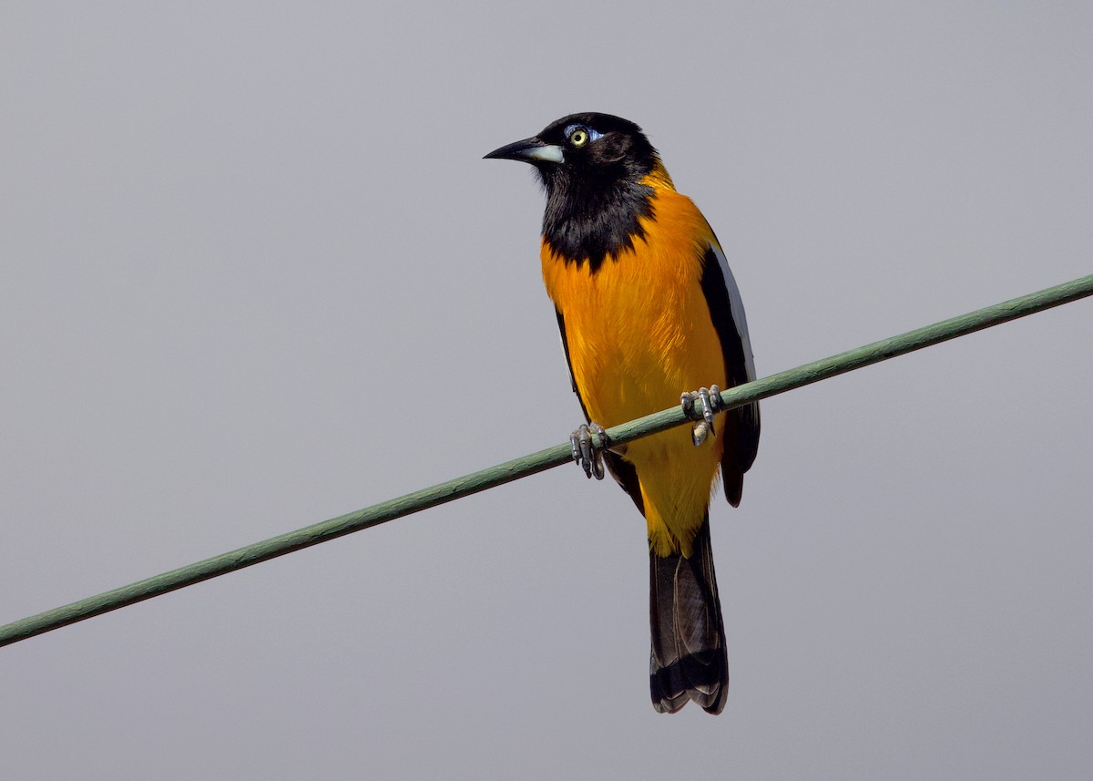 ムクドリモドキ - ML648400596