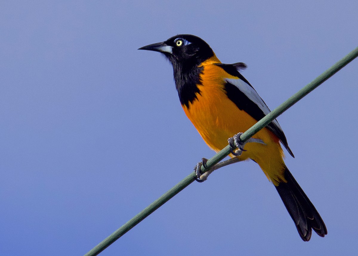 ムクドリモドキ - ML648400680