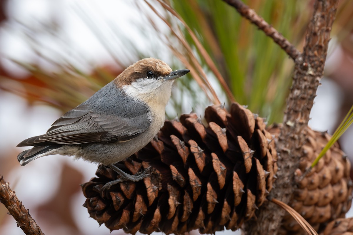 Brown-headed Nuthatch - ML648401163