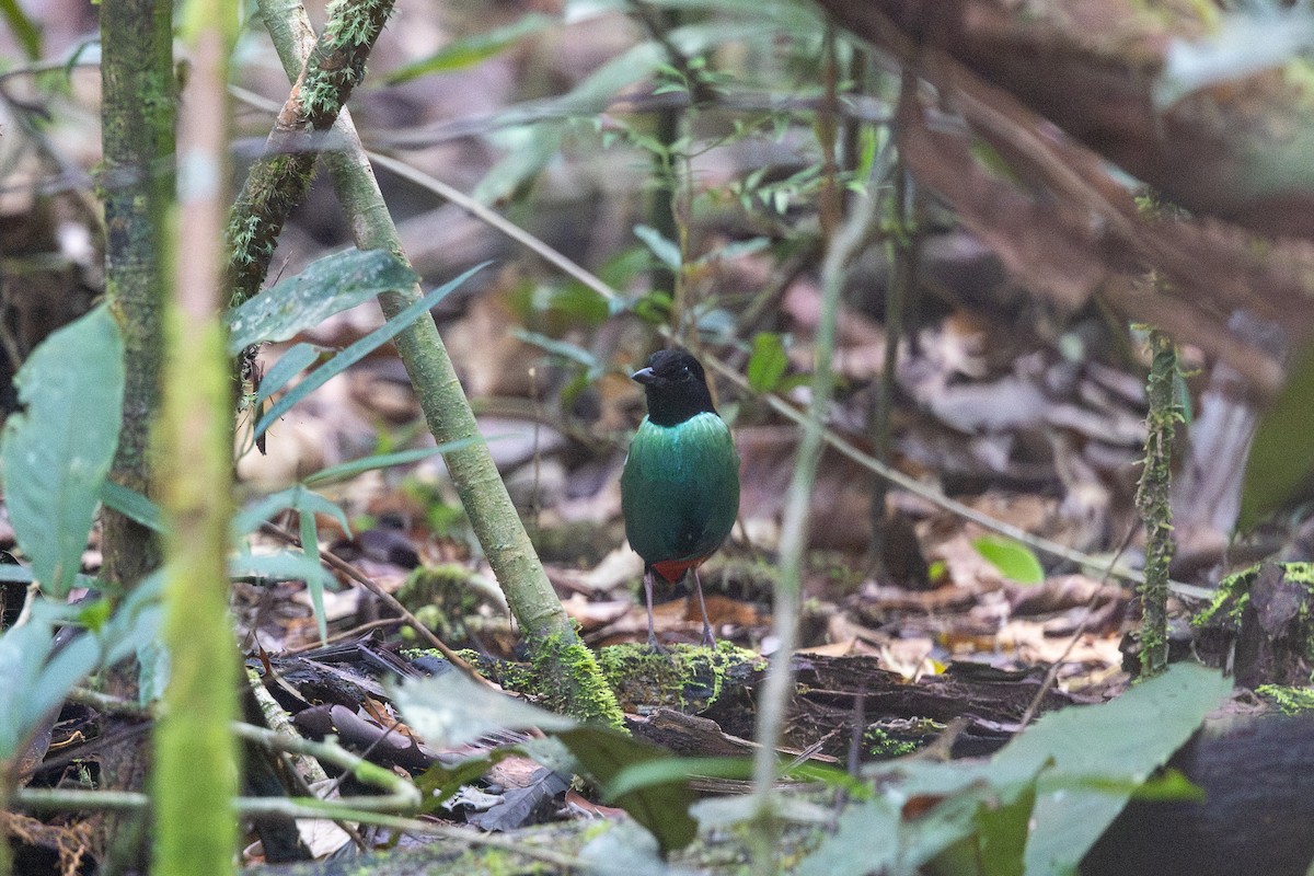 Brève de Nouvelle-Guinée (novaeguineae/goodfellowi) - ML648401425