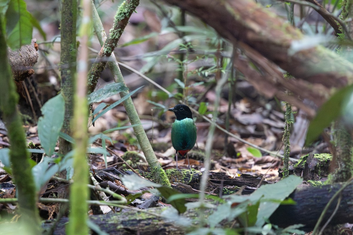 Brève de Nouvelle-Guinée (novaeguineae/goodfellowi) - ML648401427