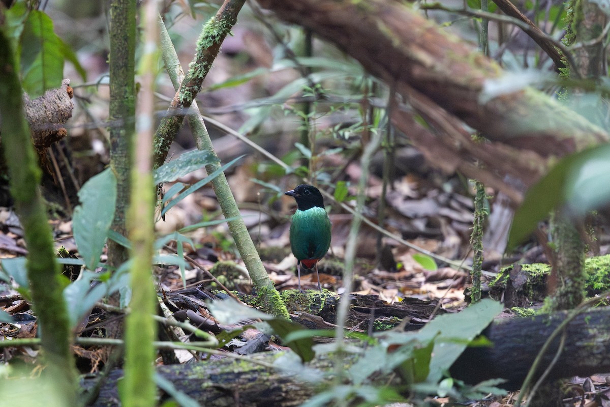 Brève de Nouvelle-Guinée (novaeguineae/goodfellowi) - ML648401428