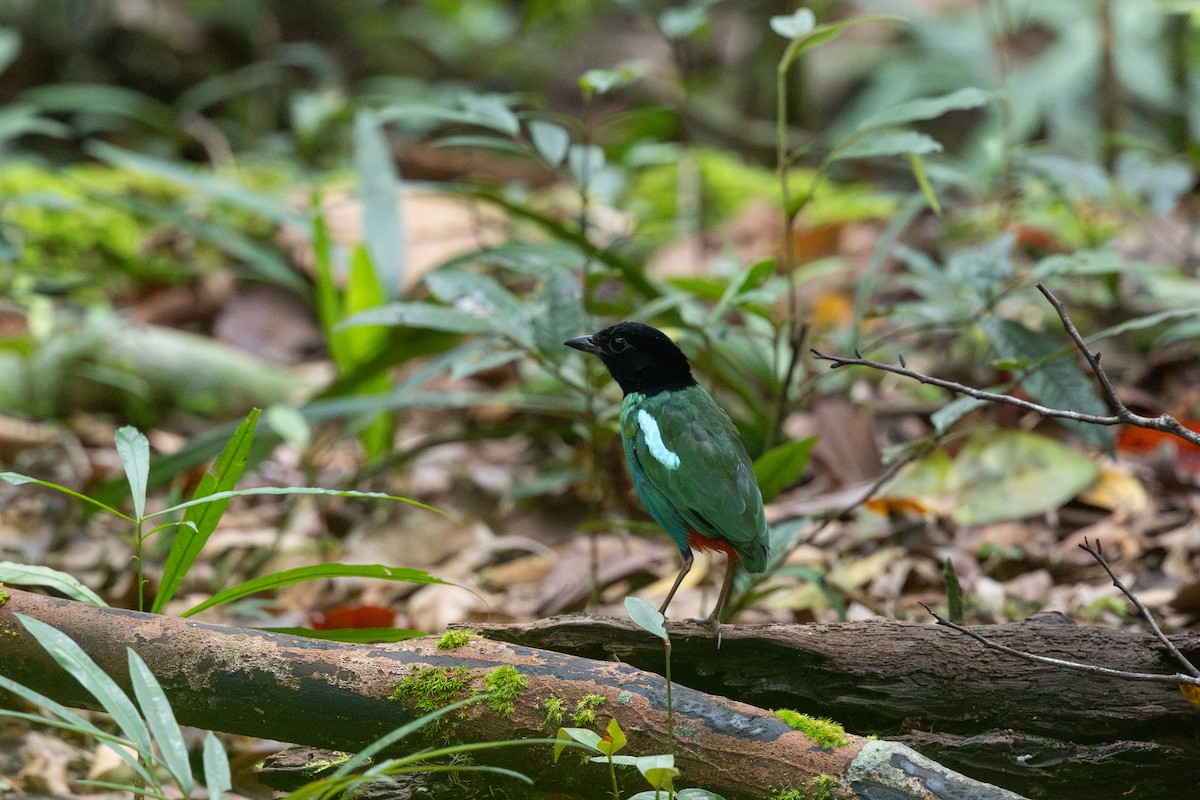 Brève de Nouvelle-Guinée (novaeguineae/goodfellowi) - ML648401438