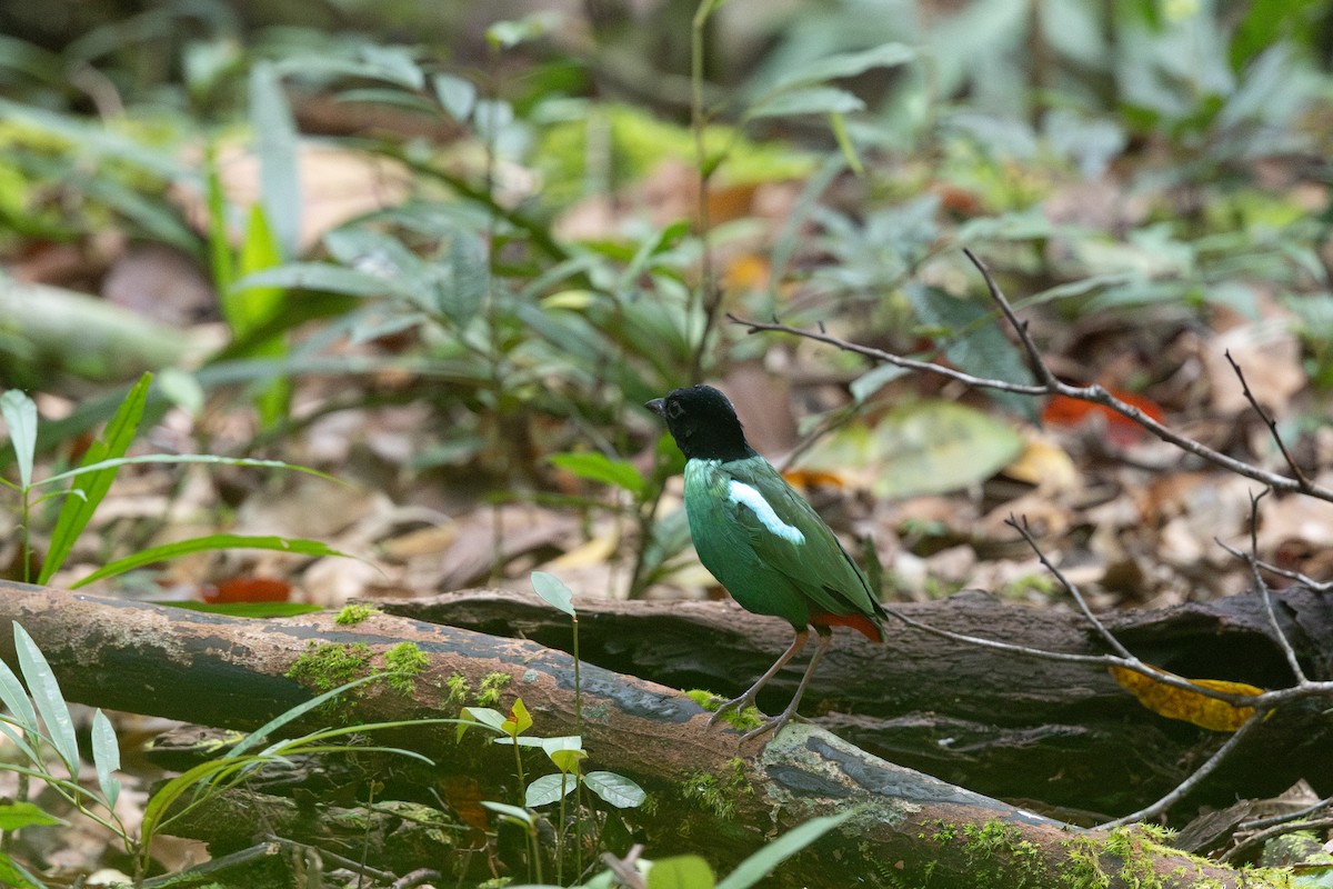 Brève de Nouvelle-Guinée (novaeguineae/goodfellowi) - ML648401439