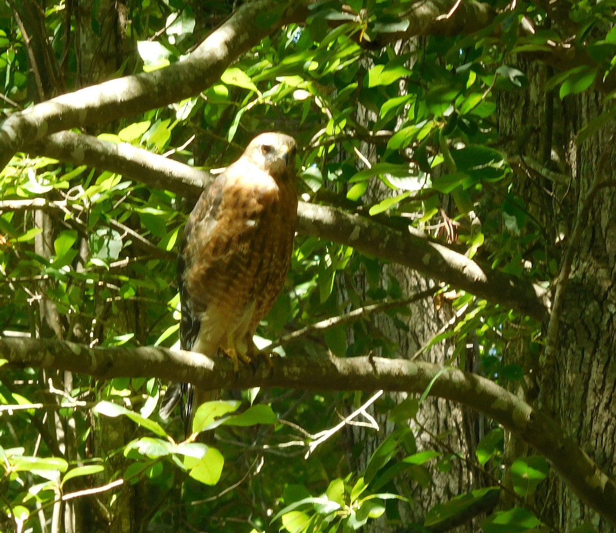 Red-shouldered Hawk - ML64840231