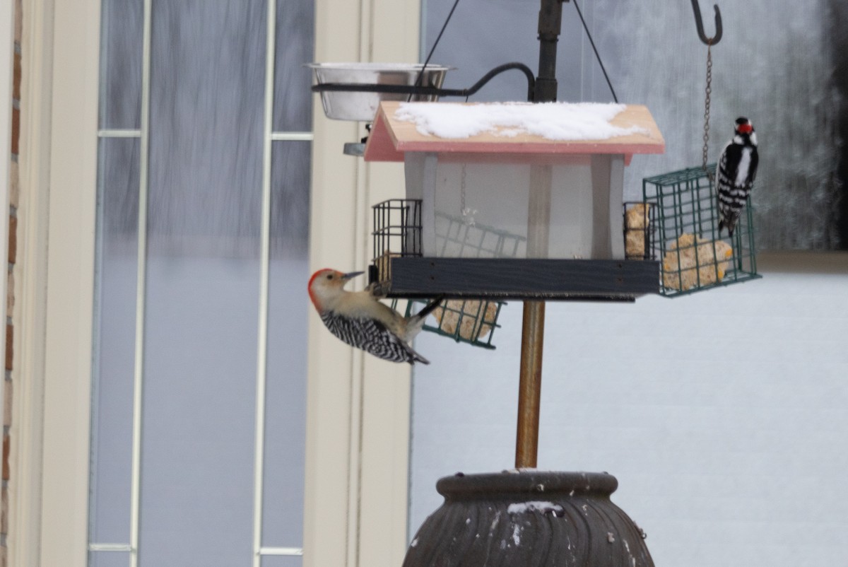 datel karolínský - ML648403018