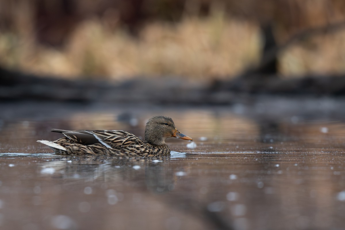 Basahatea - ML648403285