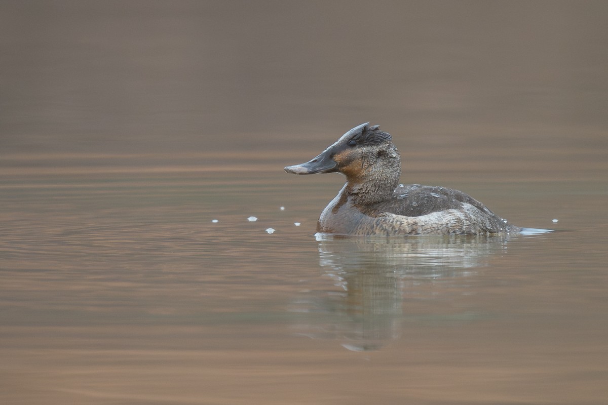 Ahate herdoiltsua - ML648403303