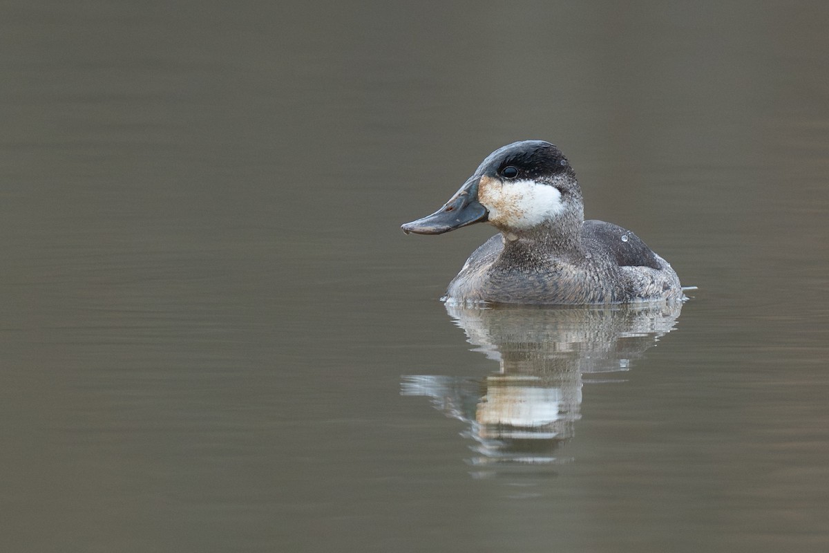 Ahate herdoiltsua - ML648403304