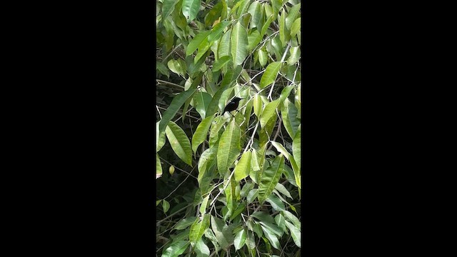 Black Sunbird (North Sulawesi) - ML648404283