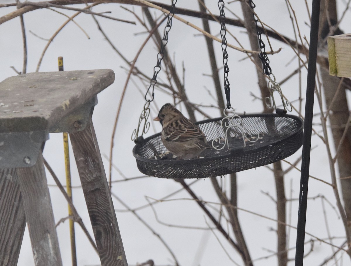 eBird Checklist - 3 Jan 2026 - Garrett's Backyard - 10 species (+1 ...