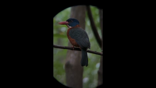 Green-backed Kingfisher - ML648404430