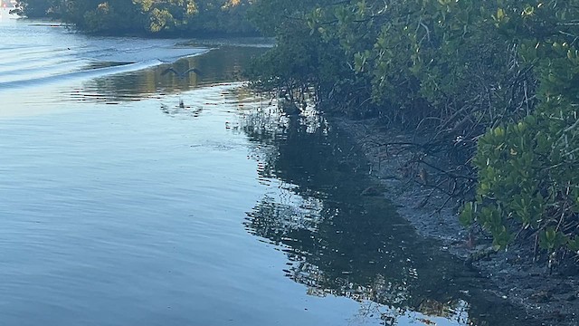 Great Blue Heron - ML648404845