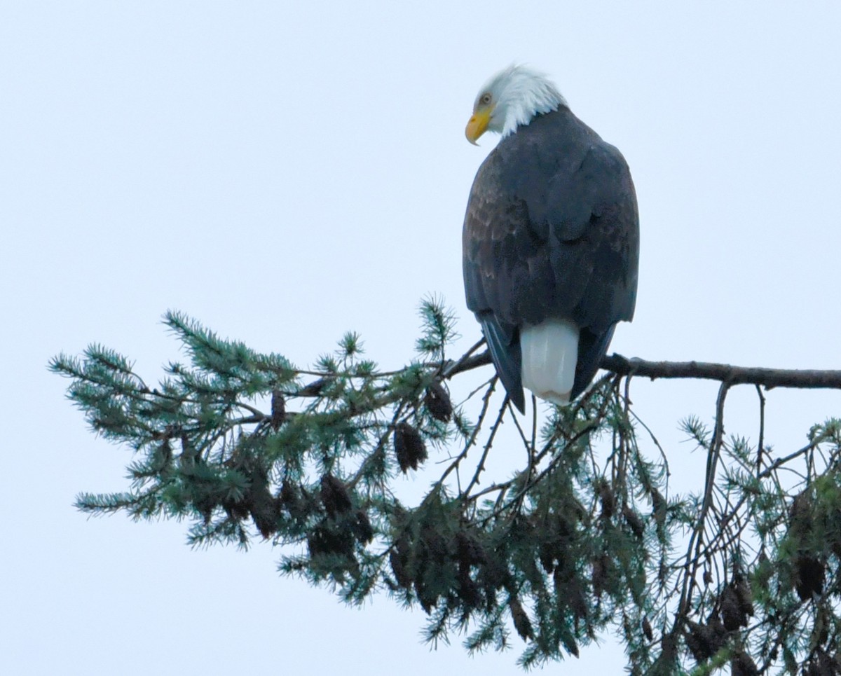 Bald Eagle - ML648405451