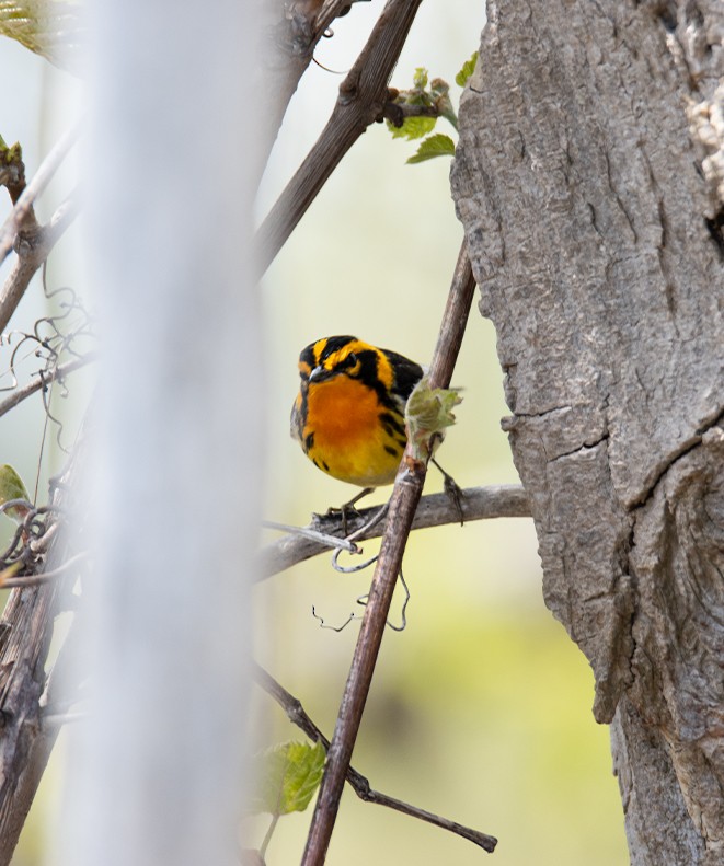 Blackburnian Warbler - ML648405841