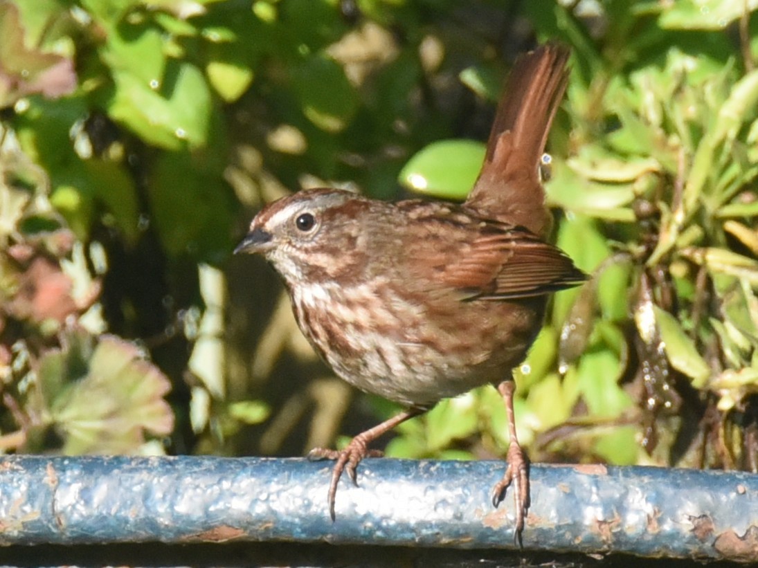 Song Sparrow - ML648405905