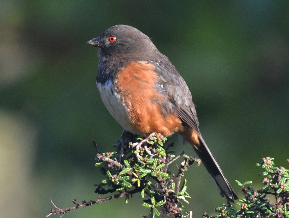 Spotted Towhee - ML648405968