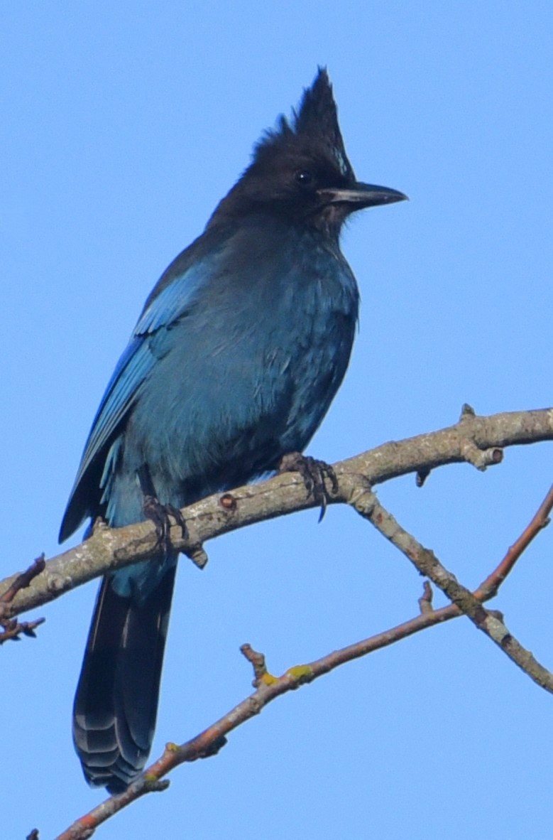 Steller's Jay - ML648406045