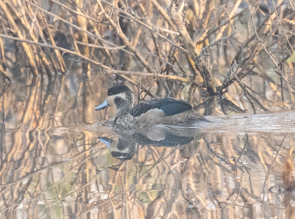 Blue-billed Teal - ML648406047