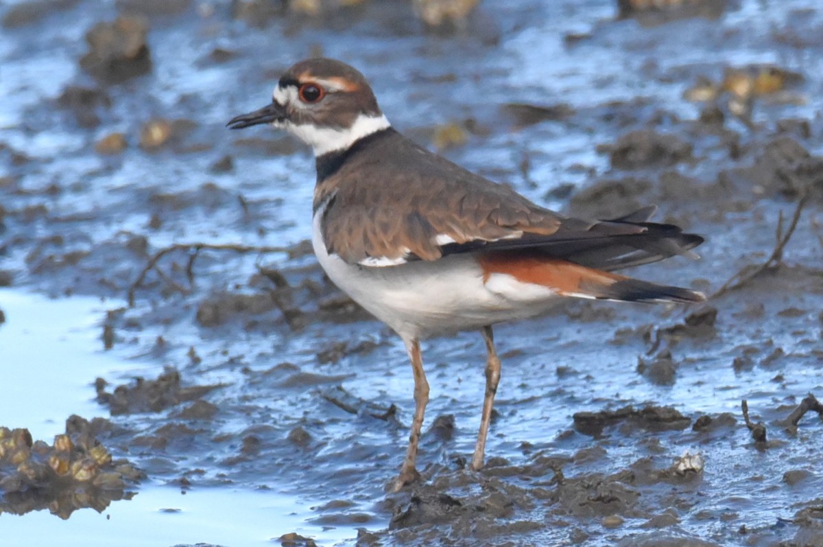 Killdeer - ML648406151