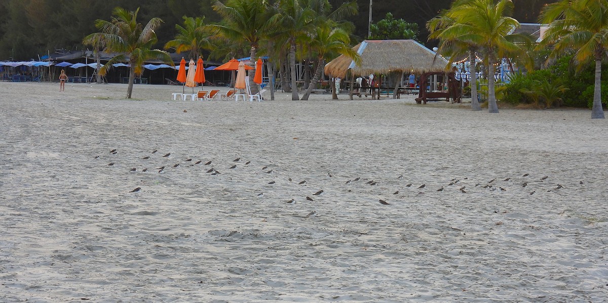 Пісочник тібетський - ML648406250