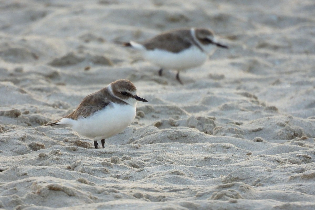 Пісочник морський - ML648406262