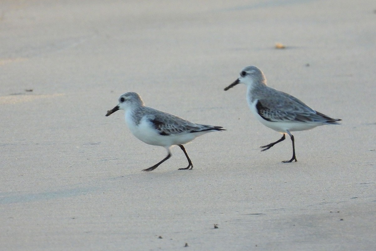 Побережник білий - ML648406273