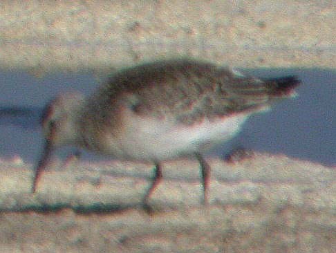 Curlew Sandpiper - ML64840641