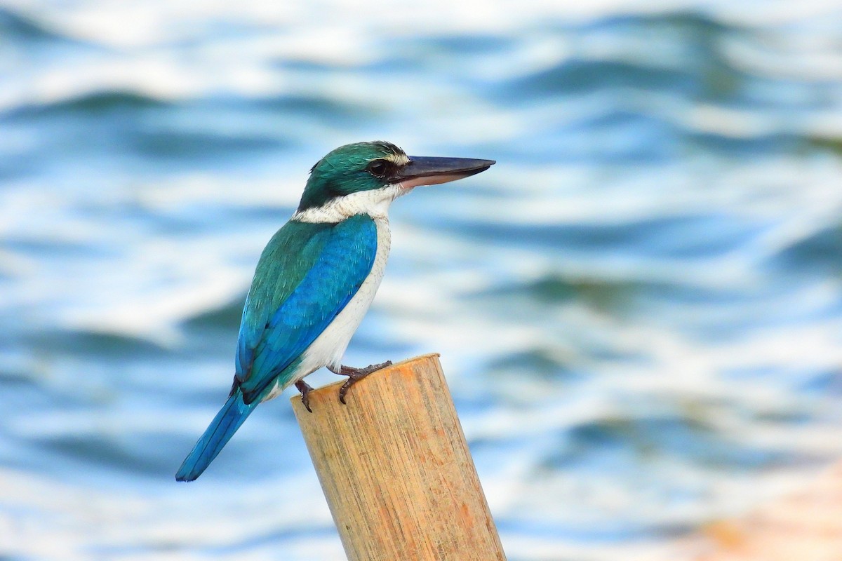 Альціон білошиїй - ML648406441