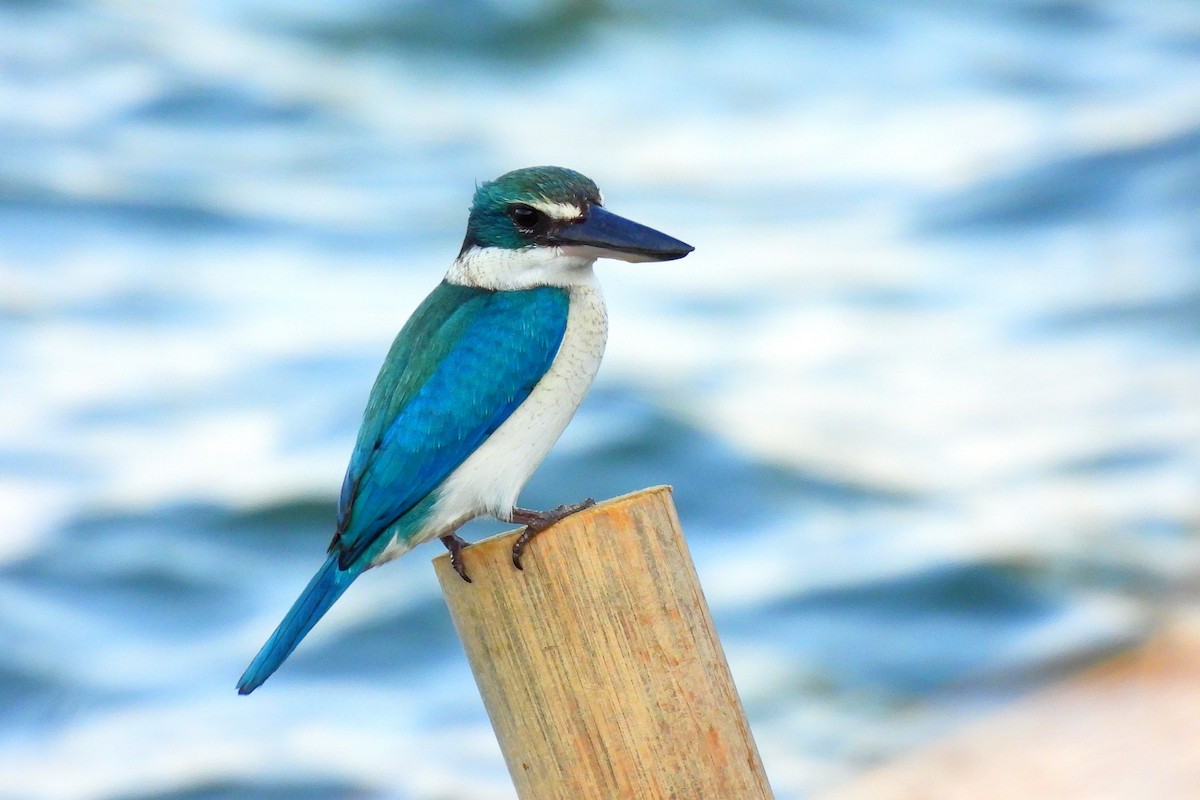 Альціон білошиїй - ML648406442