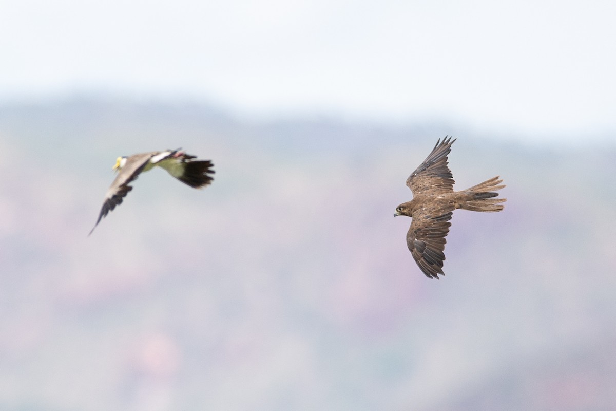 Black Falcon - ML648406998