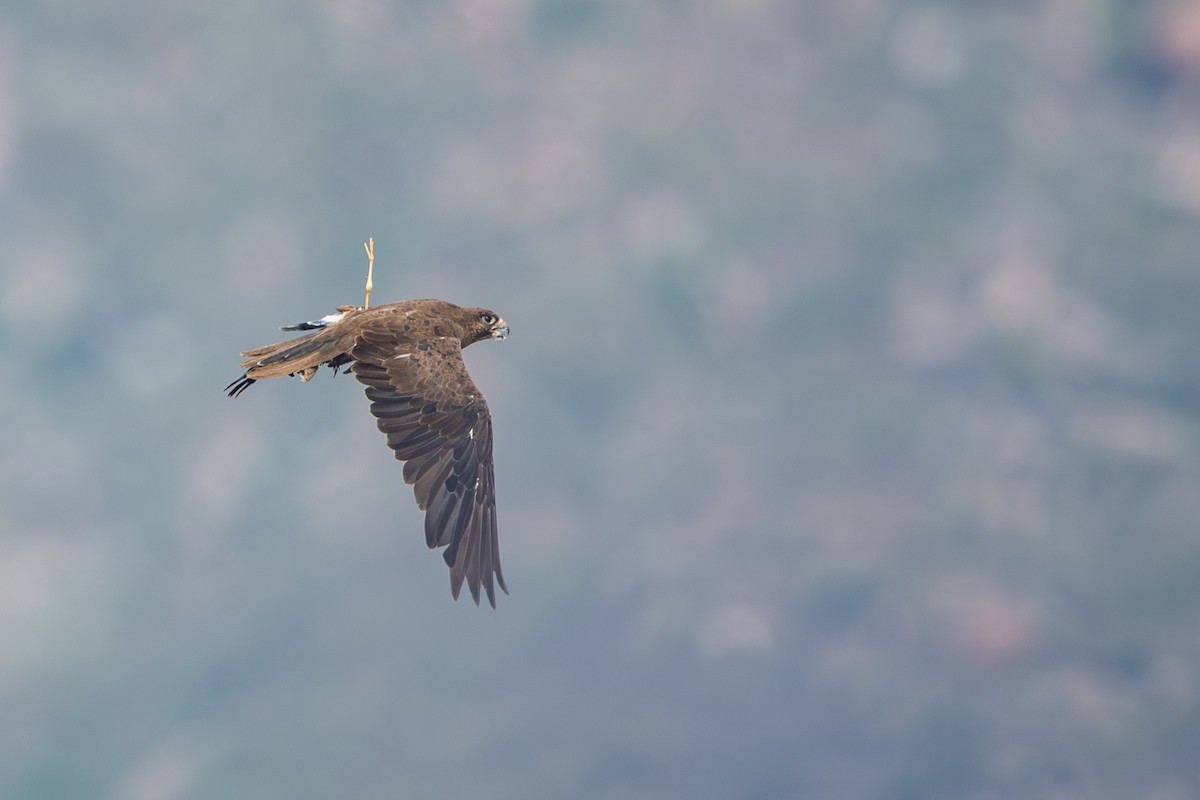 Black Falcon - ML648406999