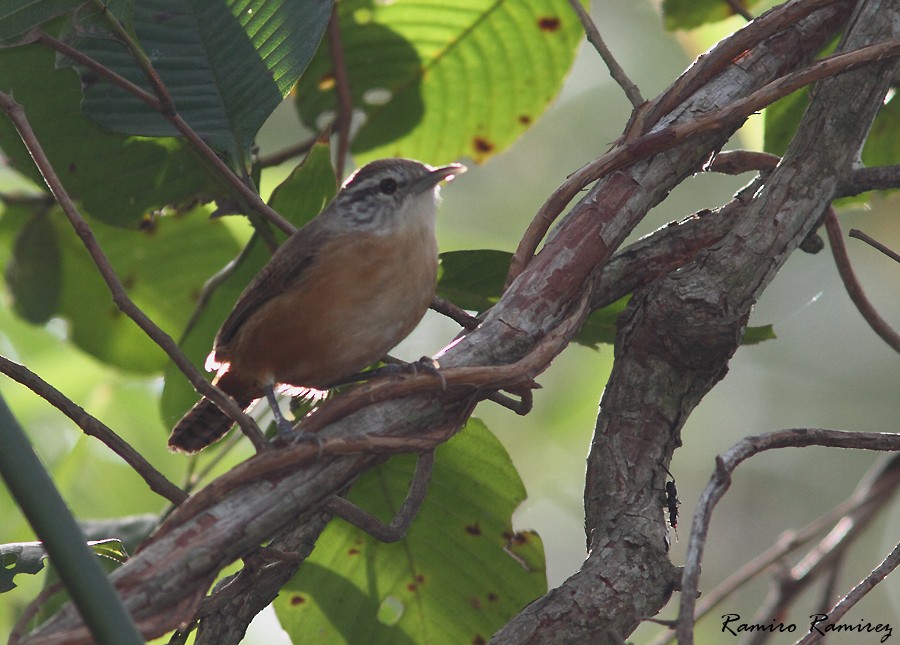 Fawn-breasted Wren - Ramiro Ramirez