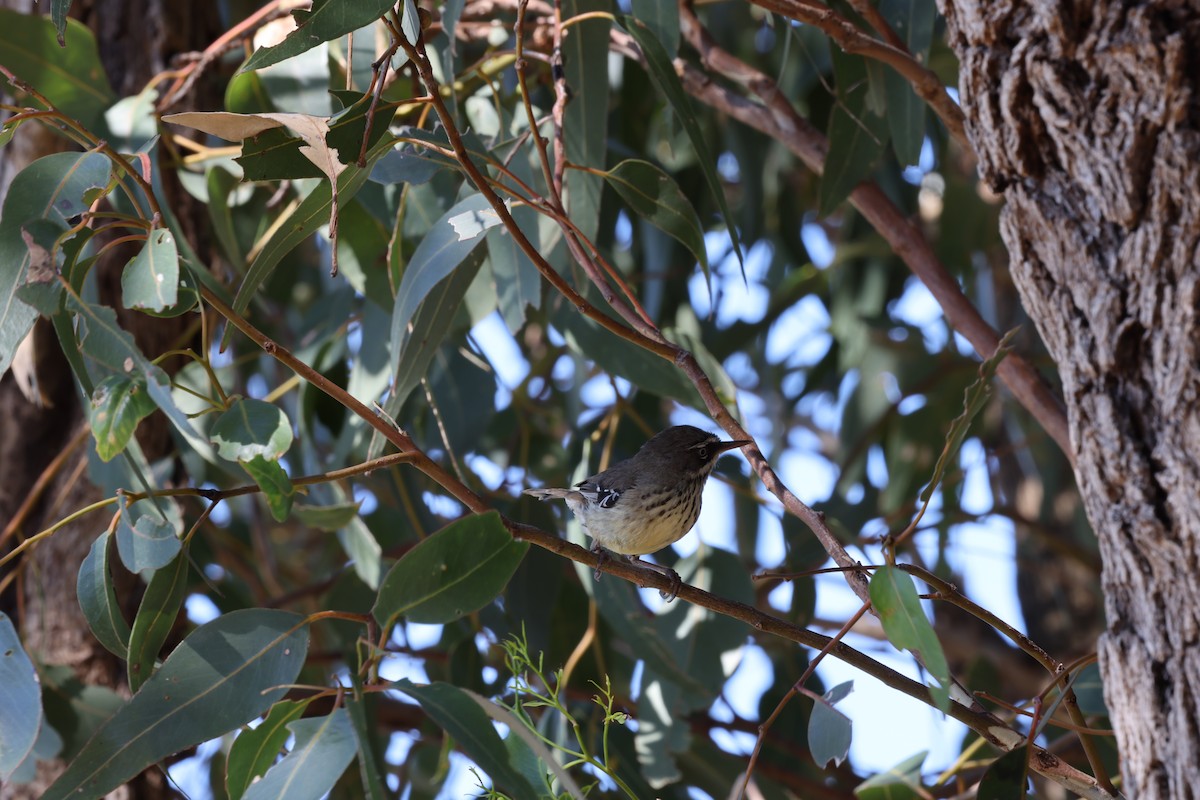Spotted Scrubwren - ML648407479
