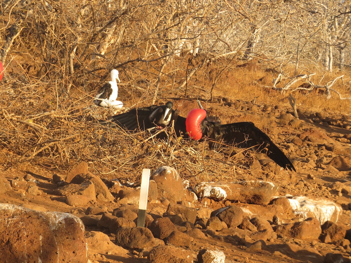 Magnificent Frigatebird - ML648407867