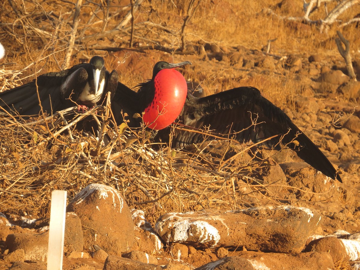 Magnificent Frigatebird - ML648407869